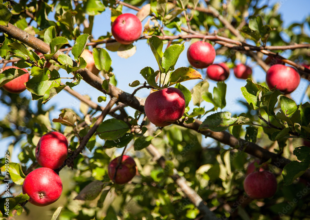 Ripe apples on a branch