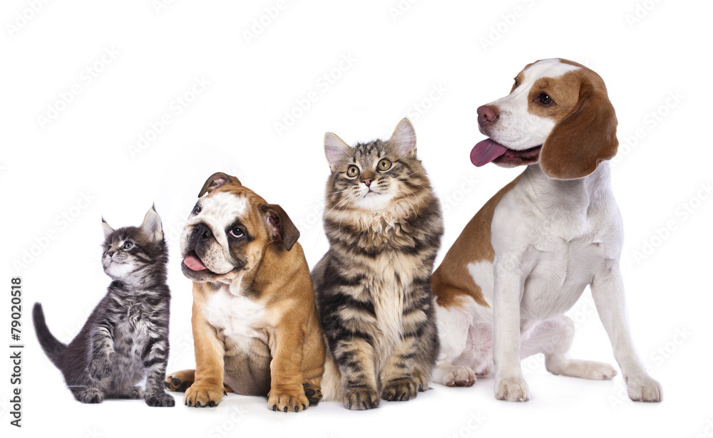 Group of cats and dogs in front of white background