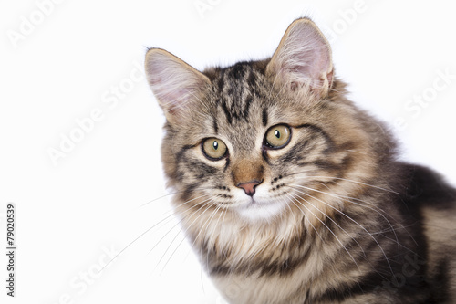 cat portrait up isolated on white background