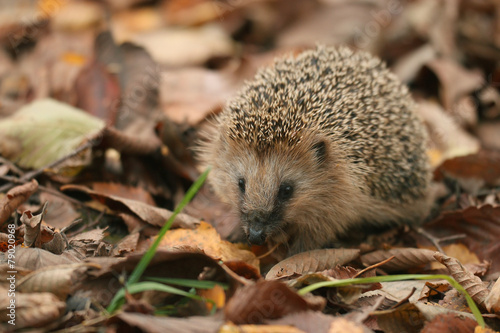 hedgehog autumn leaves forest