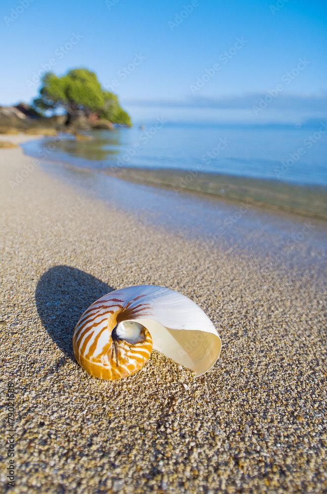 Obraz premium Large Seashell