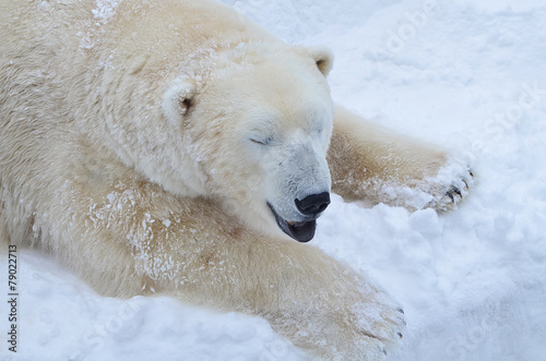 Белый медведь спит на снегу.