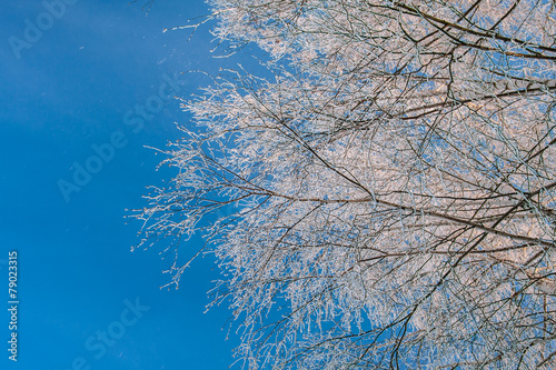Branches of birch covered with hoarfrost