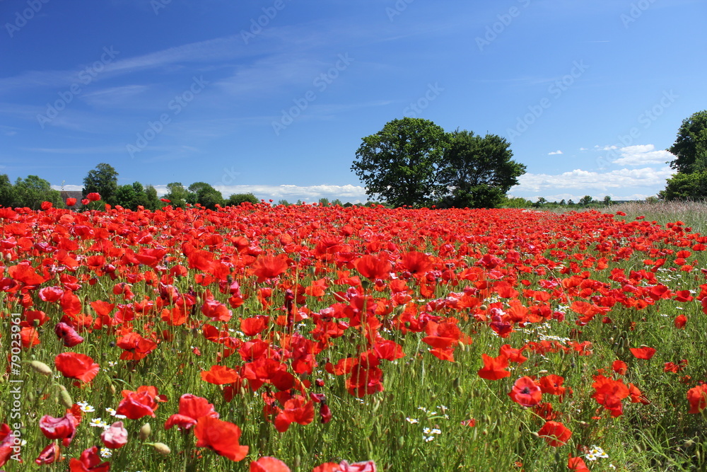 Red Poppy Field with Tree