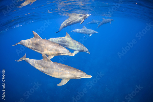 the dolphins living in the island away from Tokyo 3 hours. © sin_ok