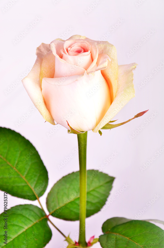 Peach-colored rose on a stem - obrazy, fototapety, plakaty 
