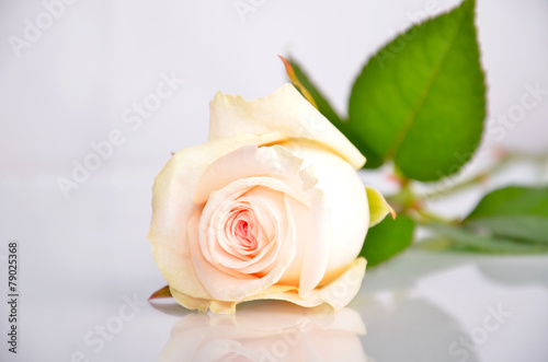 White-pink rose lays