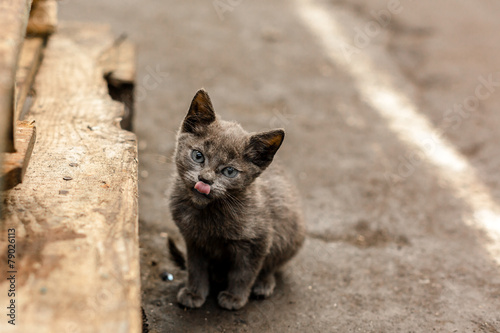 Photography Dirty street cat sitting in factory