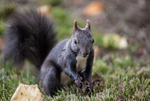 Squirrel (Sciurus vulgaris) © zest_marina