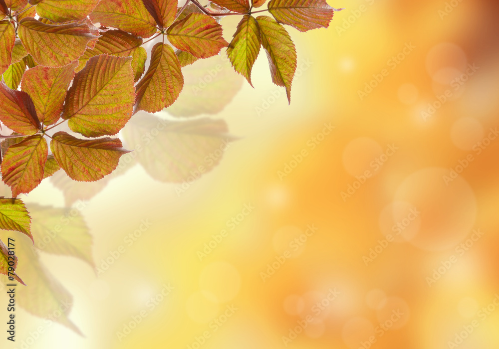 Autumn background