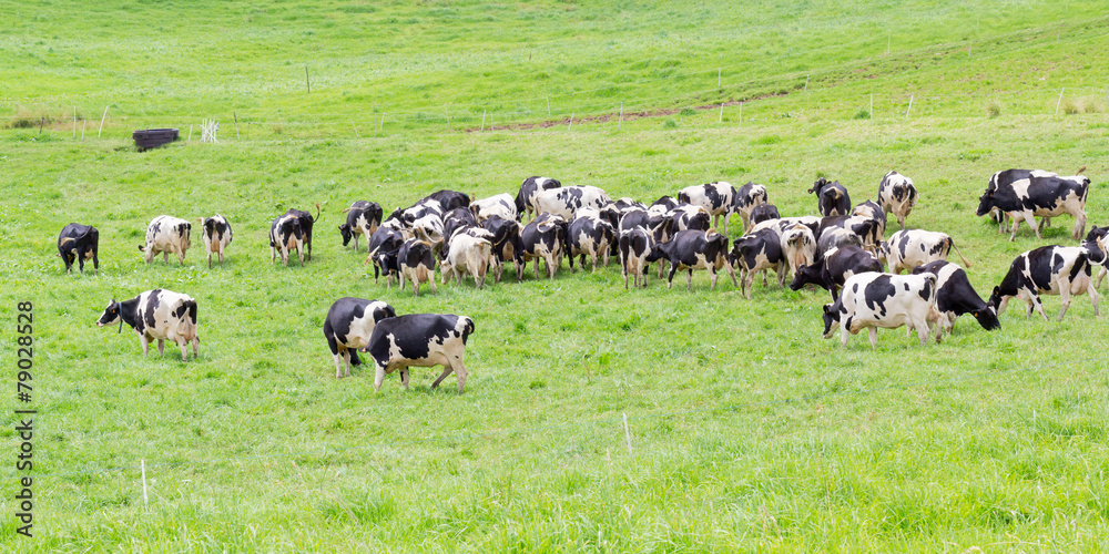 troupeau de vaches Holstein