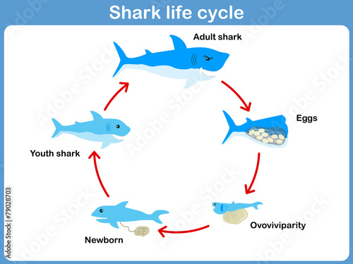 Vector Cycle of shark for kids