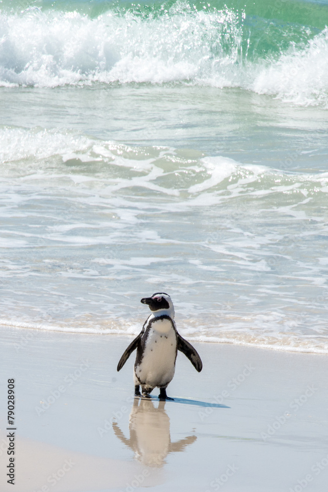 Fototapeta premium Beach Penguin