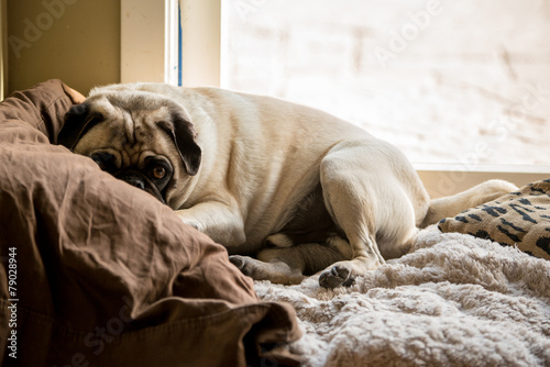 Cozy Pug