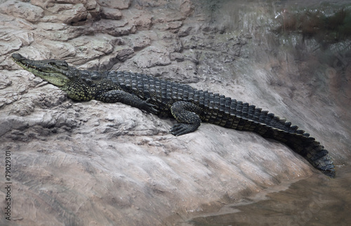 Crocodile on a rock