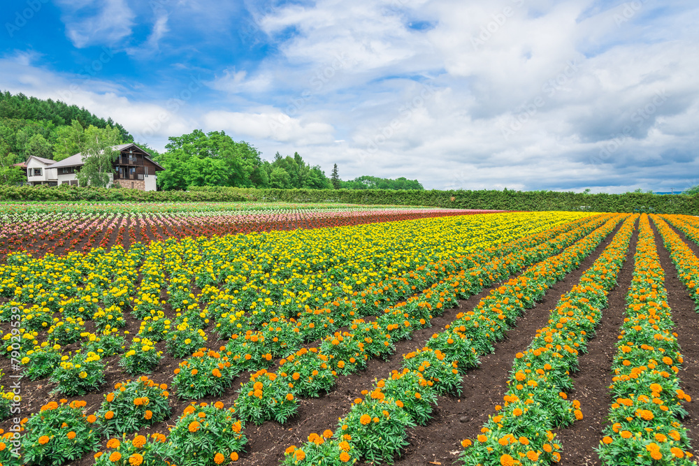 北海道　富良野　花畑