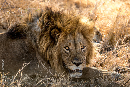 Fototapeta Naklejka Na Ścianę i Meble -  Angry Male Lion