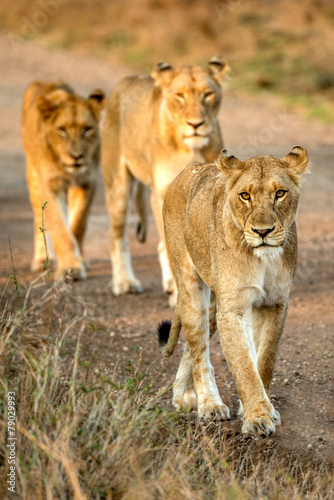 Line of Lions