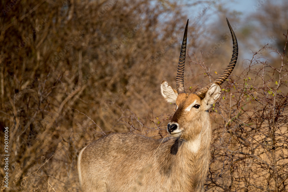 Male Waterbuck Male Waterbuck
