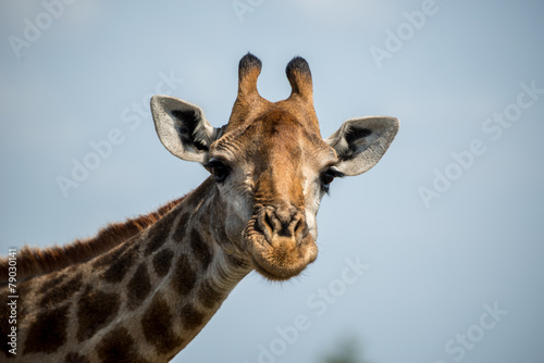 Fototapeta Naklejka Na Ścianę i Meble -  Happy Giraffe