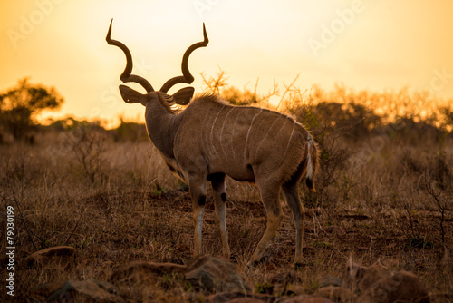 Male Kudu