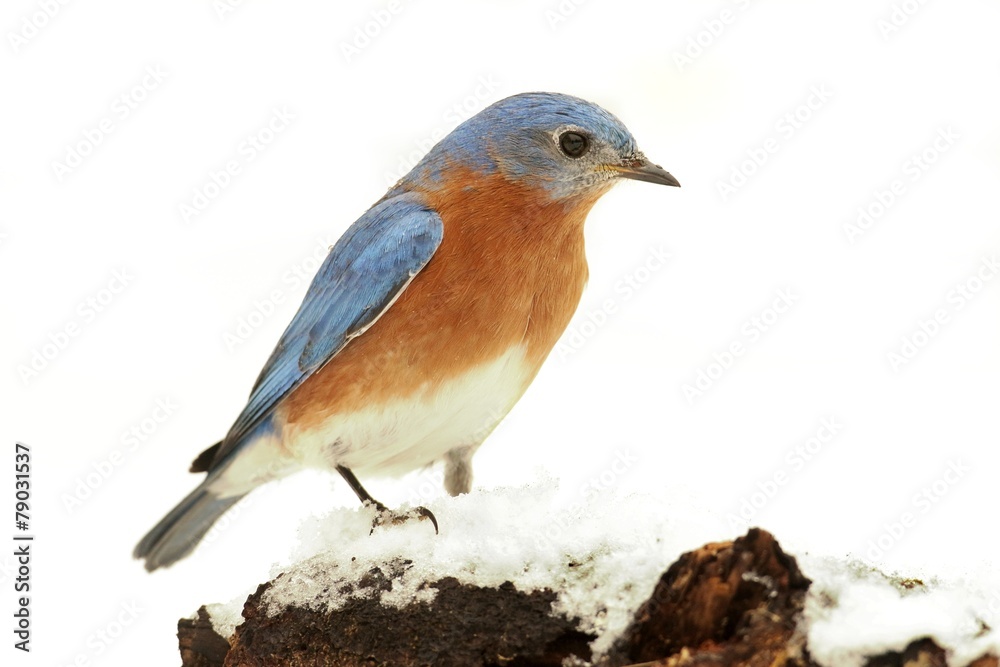 Fototapeta premium Male Eastern Bluebird in Snow