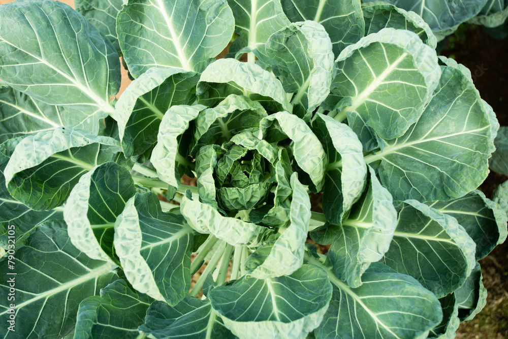 cabbage texture, close-up to the core of cabbage texture cabbage texture, close-up to the core of cabbage texture