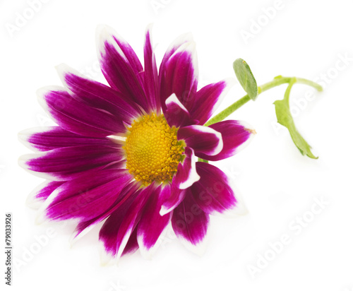 red chrysanthemum flowers isolated on white