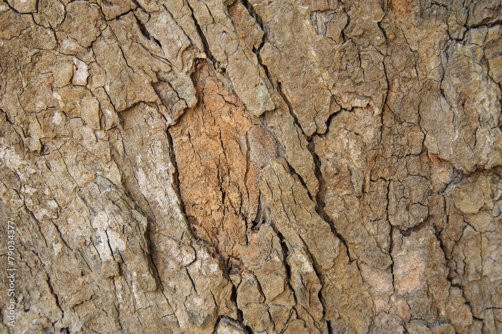 Tree bark background Tree bark background