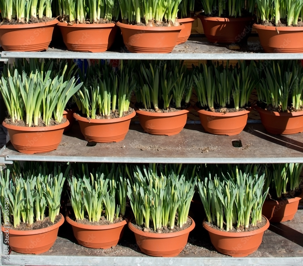 Fototapeta premium Market stall with daffodil pots on display for sale.