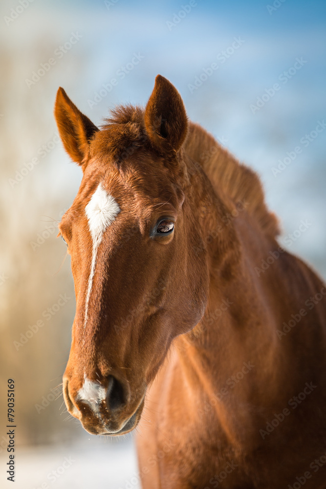 Fototapeta premium Fuchsfarbenes Traumpferd