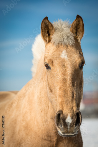 Pferd © R.Bitzer Photography