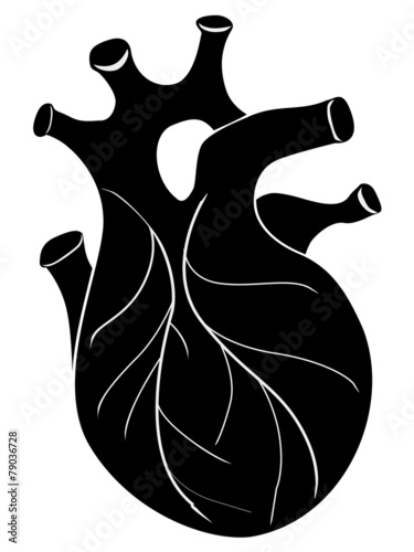 human heart