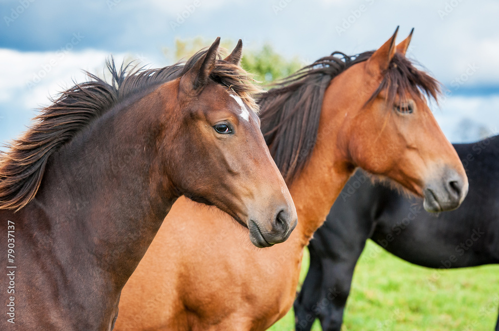 Portrait of two horses in the herd Portrait of two horses in the herd