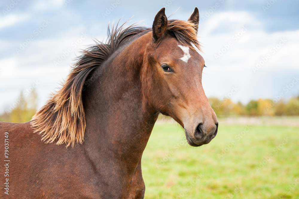 Portrait of beautiful bay horse with unusual mane color Portrait of beautiful bay horse with unusual mane color