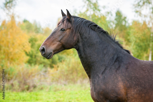 Portrait of beautiful dark horse in autumn