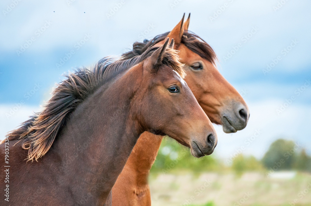 Portrait of two horses in summer