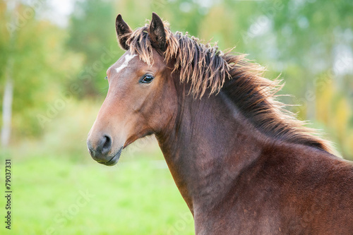 Portrait of beautiful young bay horse in summer