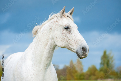 Portrait of white horse on blue sky background © Rita Kochmarjova