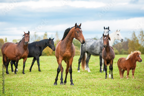 Herd of horses standing on the pasture in summer