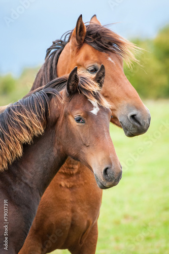 Portrait of two horses in summer