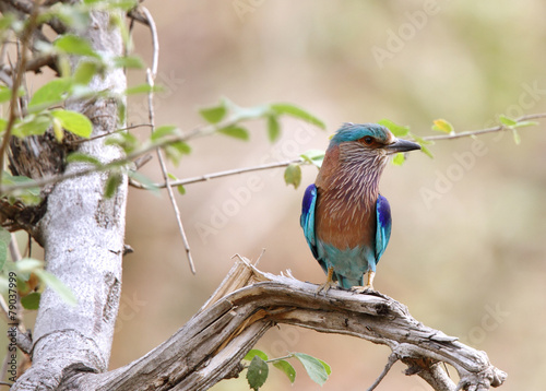 Indian roller perched on a tree in Jhirna Forest photo