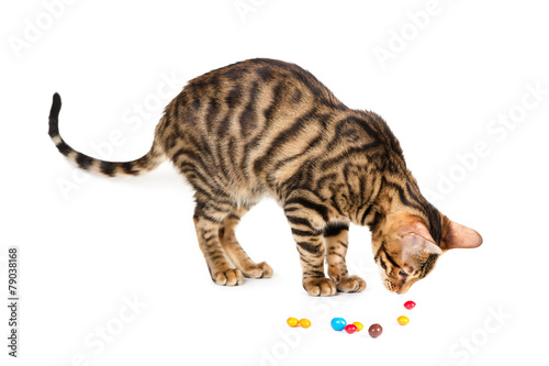 Obraz na plátně Kitten breed toyger playing with colorful candy.