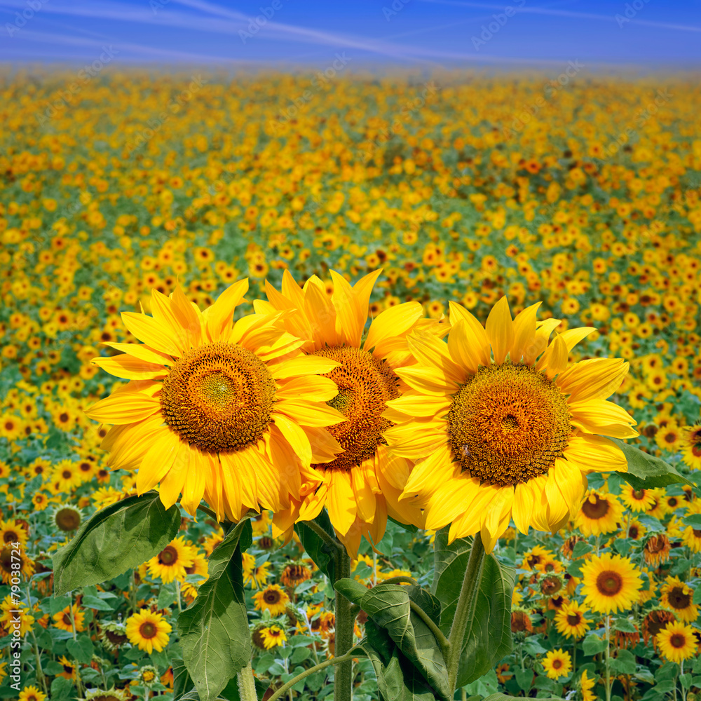 Idyllic scenic landscape - Sunflower field
