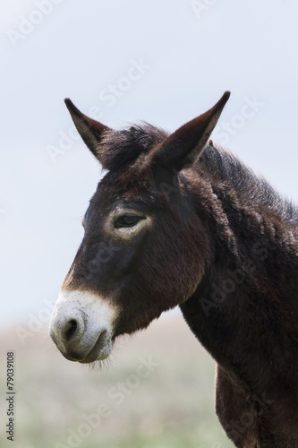 Donkey in the mountains