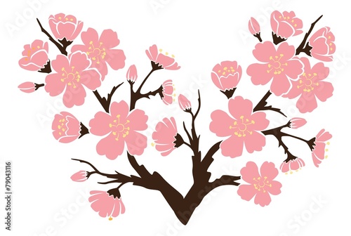sakura