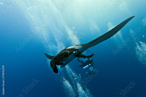 Manta on the blue background