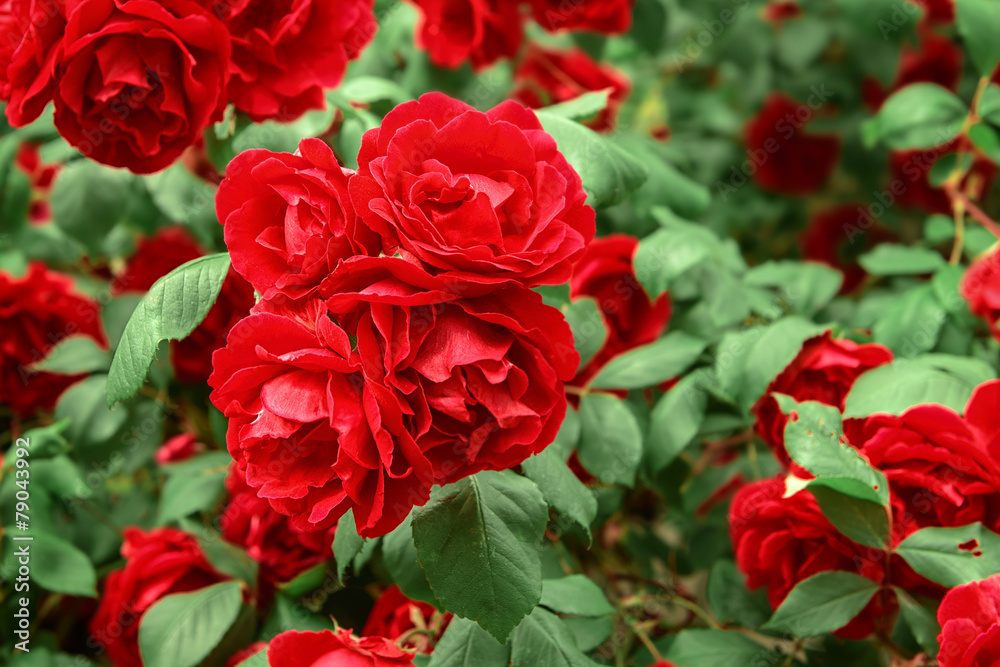 red roses