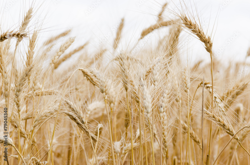 Golden Wheat Field with ripe ears of corn Golden Wheat Field with ripe ears of corn