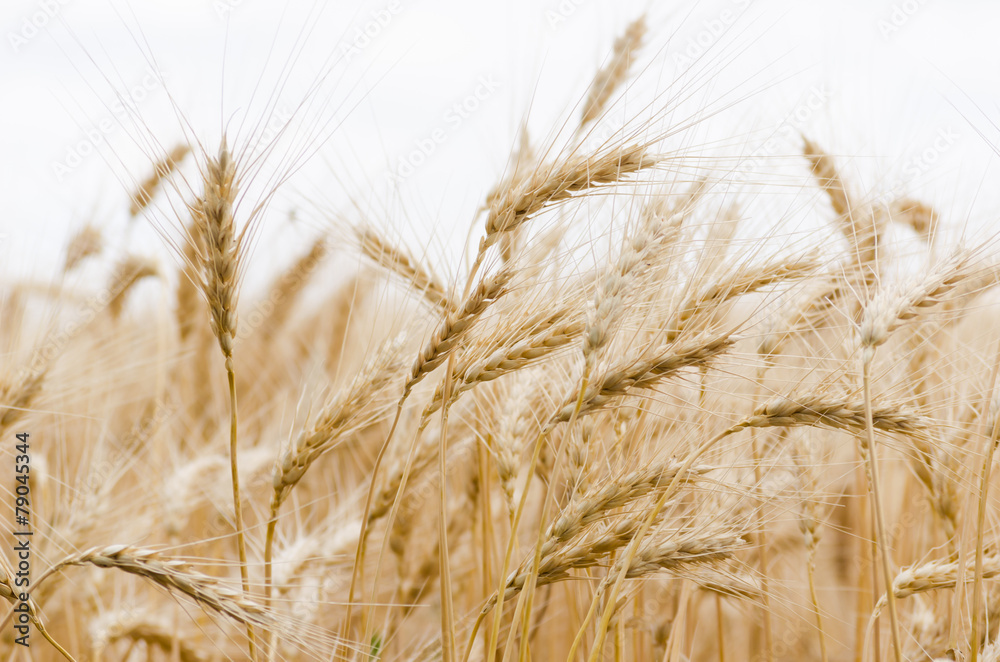 Fototapeta premium Golden Wheat Field with ripe ears of corn